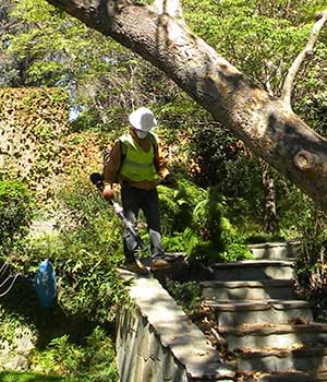 Tree Service Professionals in Altadena