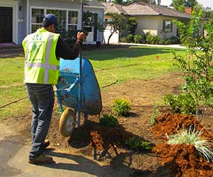 Tree removal services in Los Angeles, CA