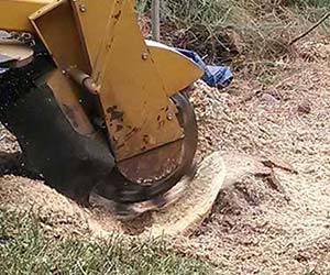 Stump Removal or Stump Grinding services in pasadena