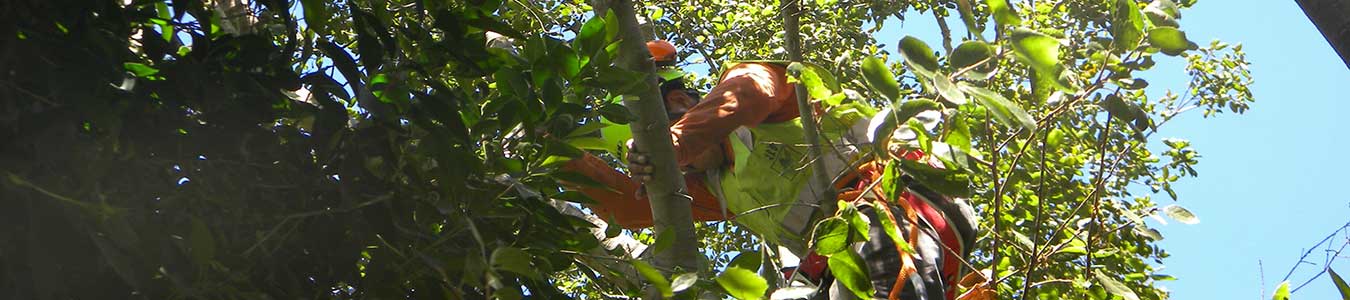 Expert Tree Service in Arcadia, CA - Residential and Commercial Services