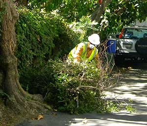 Professional tree removal service in Alhambra, California