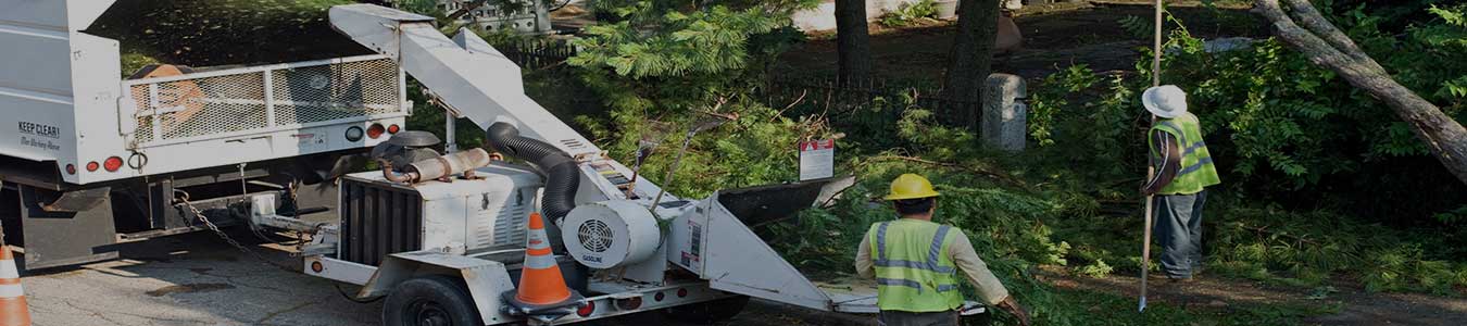 Professional tree removal service in Alhambra, california