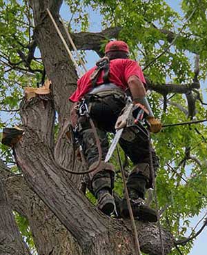 Expert Tree Removal service in Alhambra, CA