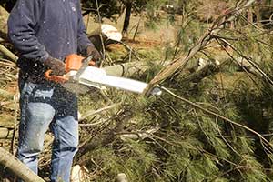 Tree removal services in Arcadia, California