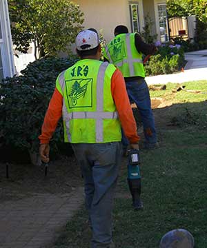 Professional tree removal service in Arcadia, california