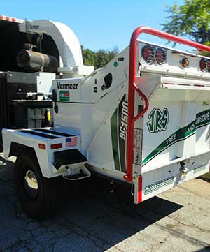 Professional tree removal service in San Marino, california