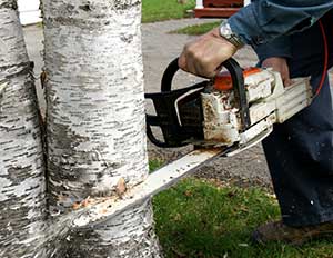 Tree removal services in Glendale, California