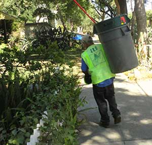 we provide affordable tree care services in Los Angeles, California