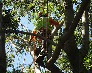 Emergency Tree removal services in Los Angeles, CA