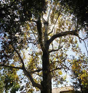 Expert Tree Removal service in Pasadena, CA