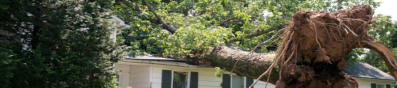 Expert Tree removal services in Rosemead, California