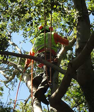 Call JRS tree today for Emergency Tree Removal service in Rosemead, CA