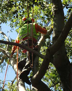 Expert Tree Removal Service in Sierra Madre, CA