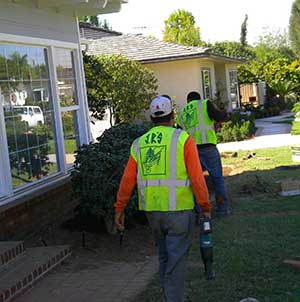 Professional tree removal service in sierra madre, california