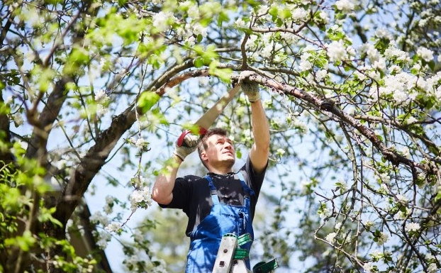 JR’s Tree Service serves the communities of Altadena, Pasadena, and beyond