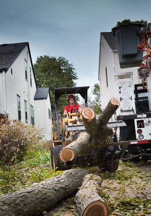 Arborist removing debris from work site
