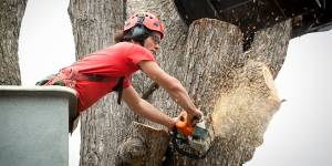 Tree Removal Arborist Working on Trunk with Heavy Equipment