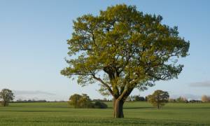 A big Oak Tree