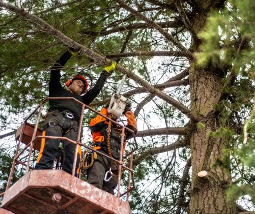 Arborist with chainsaw cutting a tree