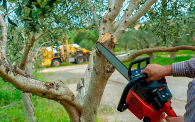 Branching Out: Understanding the Benefits of Regular Tree Pruning
